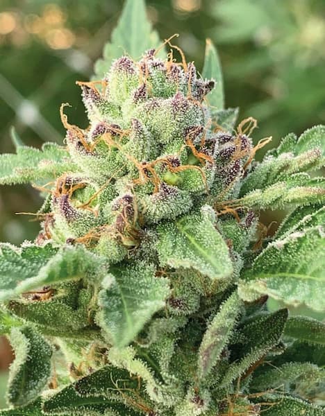 Apple Blossom > Humboldt Seed Company | Graines Féminisées  |  Hybride